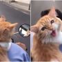 Nurut Banget, Ekspresi Pembonceng Motor yang Imut Ini Bikin Gemas