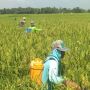 Ringankan Petani, Situbondo Gelontorkan Rp 6 Miliar untuk Pupuk Subsidi