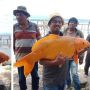 Ikan Mas Raksasa Ditangkap di Danau Toba, Warganet Khawatir Ada Bencana