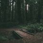 Gegara Ikuti Google Maps, Tujuh Wisatawan Tersesat di Hutan Sibolangit