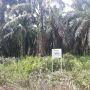 Setelah Vila Mewah, KPK Sita 500 Hektare Kebun Sawit Nurhadi di Sumut