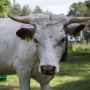 Waduh! Sebagian Warga India Percaya Mandi Kotoran Sapi Bisa Kebal Corona