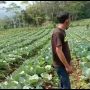 Perkebunan Sumbang Pertumbuhan Ekonomi Tertinggi di Sektor Pertanian