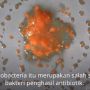 Peneliti Indonesia Temukan Antibiotik Baru dari Bakau di Muara Angke
