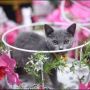 Menolak Jadi Seserahan, Kucing Ini Nyaris Kabur dari Pertunangan Majikannya