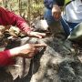 Fosil Terjebak Dalam Batu Purba Ditemukan di Hutan Tritik Nganjuk