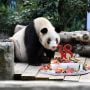 Alami Gagal Organ, Panda Tertua di Dunia Mati, Usianya Setara 130 Tahun
