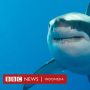 Beri Bogem Mentah ke Hiu, Peselancar Australia Selamatkan Istri