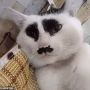 Gemas! Punya Tanda Wajah Mirip Panda, Kucing Ini Viral
