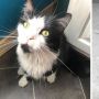 Nakal, Kucing Ini Gemar Curi Sepatu Tetangga hingga Terkumpul 50 Pasang