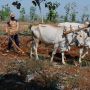 Kisah Pembajak Sawah di Tuban Banting Tulang Demi Beli Paket Internet Anak
