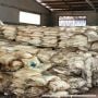 Simpan 448 Ton Bahan Peledak Sitaan, DJBC: Jika Meledak, Karimun Tenggelam