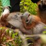 Orangutan Ditemukan Tersesat di Kebun Sawit Milik Warga