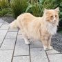Seekor Kucing Anggora Masuk Nominasi Penghargaan Pahlawan di Selandia Baru