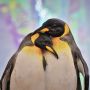 Adopsi Telur, Pasangan Penguin Gay di Spanyol Siap Jadi Orang Tua