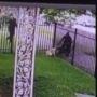 Viral Video Seorang Polisi di Detroit Tembak Seekor Anjing hingga Tewas