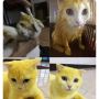 Diwarnai Pakai Kunyit, Kucing Kuning ini Tuai Perdebatan Publik