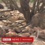 Celurut Gajah Ditemukan Kembali di Afrika setelah 50 Tahun