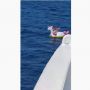 Luput, Bocah di Yunani Terbawa Arus hingga ke Tengah Laut