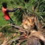 Gajah Rusak Kebun Warga di Aceh Barat, BKSDA Halau Pakai Petasan