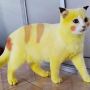Kucing Mirip Pikachu, Warnanya Berubah Setelah Dioleskan Pasta Kunyit