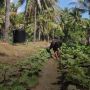 Imbas Covid-19 di Bali:  Pariwisata Landai, Warga Kembali Bertani
