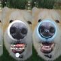 China Terapkan Teknologi Sidik Hidung untuk Anjing Peliharaan