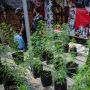 Kontroversi Ganja Sebagai Tanaman Obat