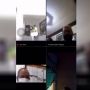 Pak Kades yang Oh Yes Oh Yes Via Zoom Sama Selingkuhan Sudah Mundur