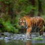 Ngeri! Dua Warga Lampung Tewas Diterkam Harimau, Korban Ketiga Selamat
