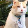 Gegara Sering Datang, Kucing Ini Diangkat Jadi Satpam Rumah Sakit