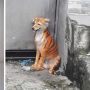 Viral Anjing Dicat Mirip Harimau, Kelompok Pecinta Hewan Murka