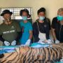Lagi, Harimau Sumatera Mati Kena Jerat di Area Hutan Industri di Riau