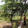 Makam Khusus Korban COVID-19 di Sragen, Baru Ada 1 liang Terpakai