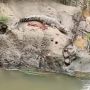 Asyik Mandi Bersama Teman, Bocah 8 Tahun Dimangsa Buaya Hingga Tewas
