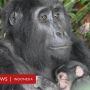 Ledakan Angka Kelahiran Gorila, Bayi Terbaru dari Induk Usia 18 Tahun