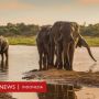 Gajah Jantan Tua Berperan Bagi Keberlangsungan Hidup Spesiesnya