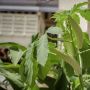 Mengenal Lady Finger, Sayuran Berlendir dengan Beragam Manfaat