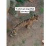 Penampakan Harimau Kurus Kering Kebun Binatang Lamongan, Publik Geram