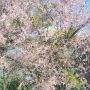 Wow, Bunga Mirip Sakura Mekar di Balikpapan