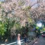 Bunga Mirip Sakura Mekar di Balikpapan