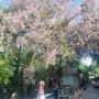 GEGER! Bunga Mirip Sakura Mekar di Balikpapan, Ada Apa?