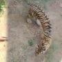 Harimau Kurus di Kebun Binatang Maharani, Ini Klarifikasinya