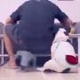 Ngeselin! Anjing Jahil Ini Bikin Majikannya Mandi Mie Instan