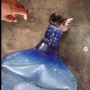 Kasihan, Kucing Ini Terjebak di Dalam Galon, Pemadam Kebakaran Turun Tangan