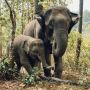 Ngenes... Jadi Ini Penyebab Misteri Kematian Ratusan Gajah di Botswana
