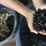 Biasa Minum Kopi luwak ? Nih, Ada Kopi dari Kotoran Gajah