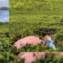 Heboh Video Tiga Remaja Perempuan Merusak Kebun Teh, Warganet Murka