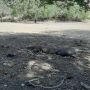 Ternyata Ini Penyebab Komodo di Labuan Bajo Tersebar Hingga di 5 Pulau
