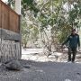 Liburan ke Pulau Komodo, Ketahui Cara Kabur dari Serangan si Reptil Raksasa